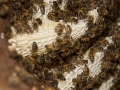 Honeycomb