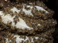 Honeycomb