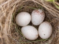 bird-nest-ground-15-b.jpg