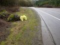 Yoncalla Drain Oregon Eagle Valley Volunteer Clean up February 8 2015