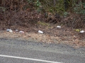 Yoncalla Drain Oregon Eagle Valley Volunteer Clean up February 8 2015