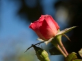 DSC00459