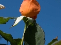 DSC08794