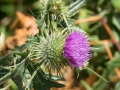 purpleflower