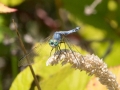 dragfbluegreen1