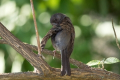 Naitonal Bird Day 2016