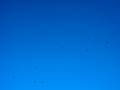 DSC02990-copy