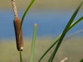 cattail