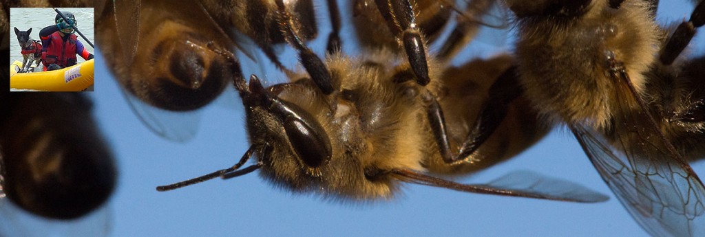 Rockit's Apple Tree Bee Swarm